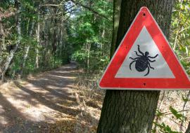 Maladie de Lyme : quelles sont les régions les plus à risque ?