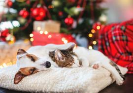 A Noël, les animaux ne sont pas à la fête