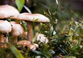 La saison des champignons est lancée : attention aux intoxications !